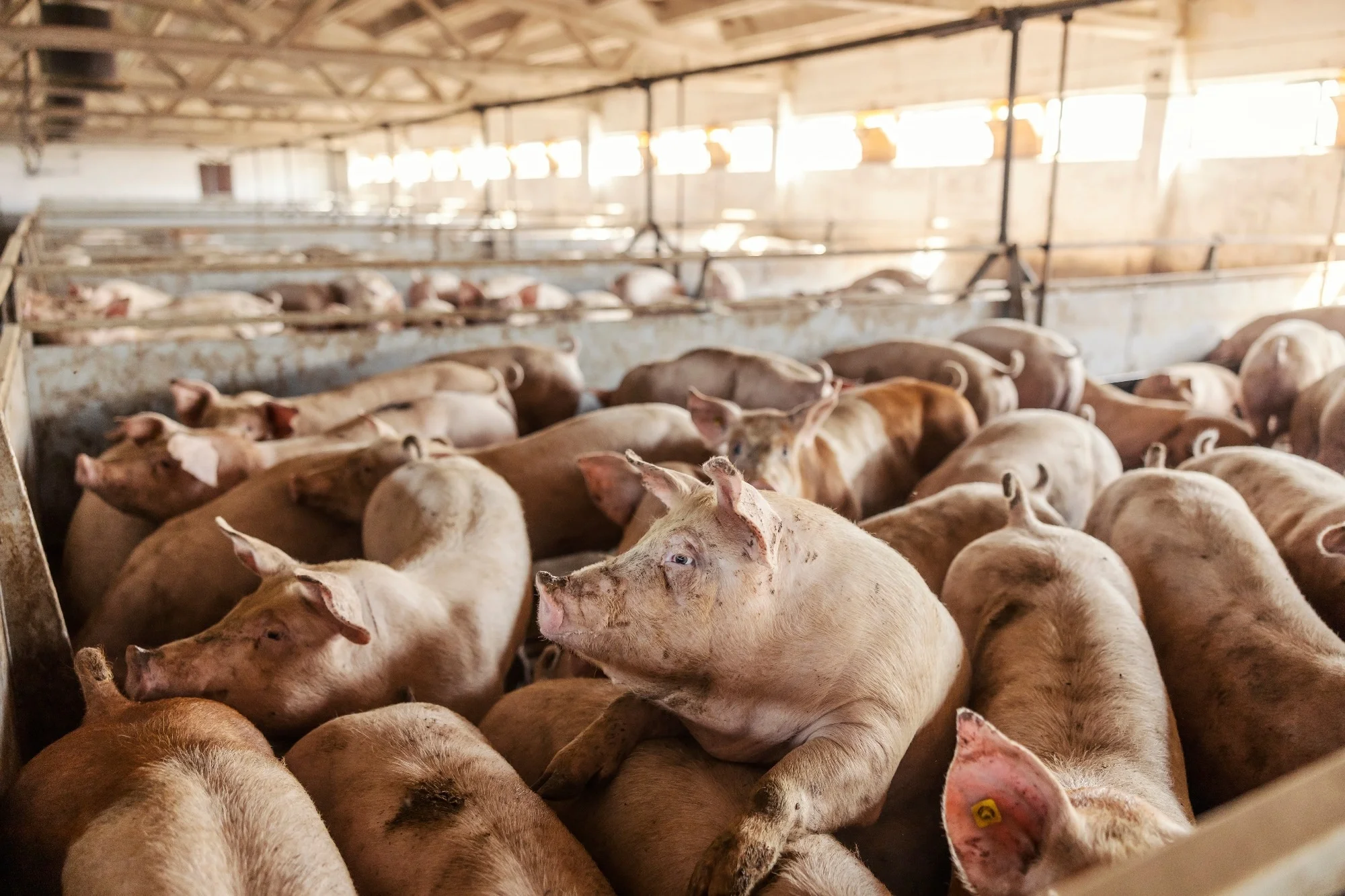 Pigs crowded into pens at an industrial factory farm
